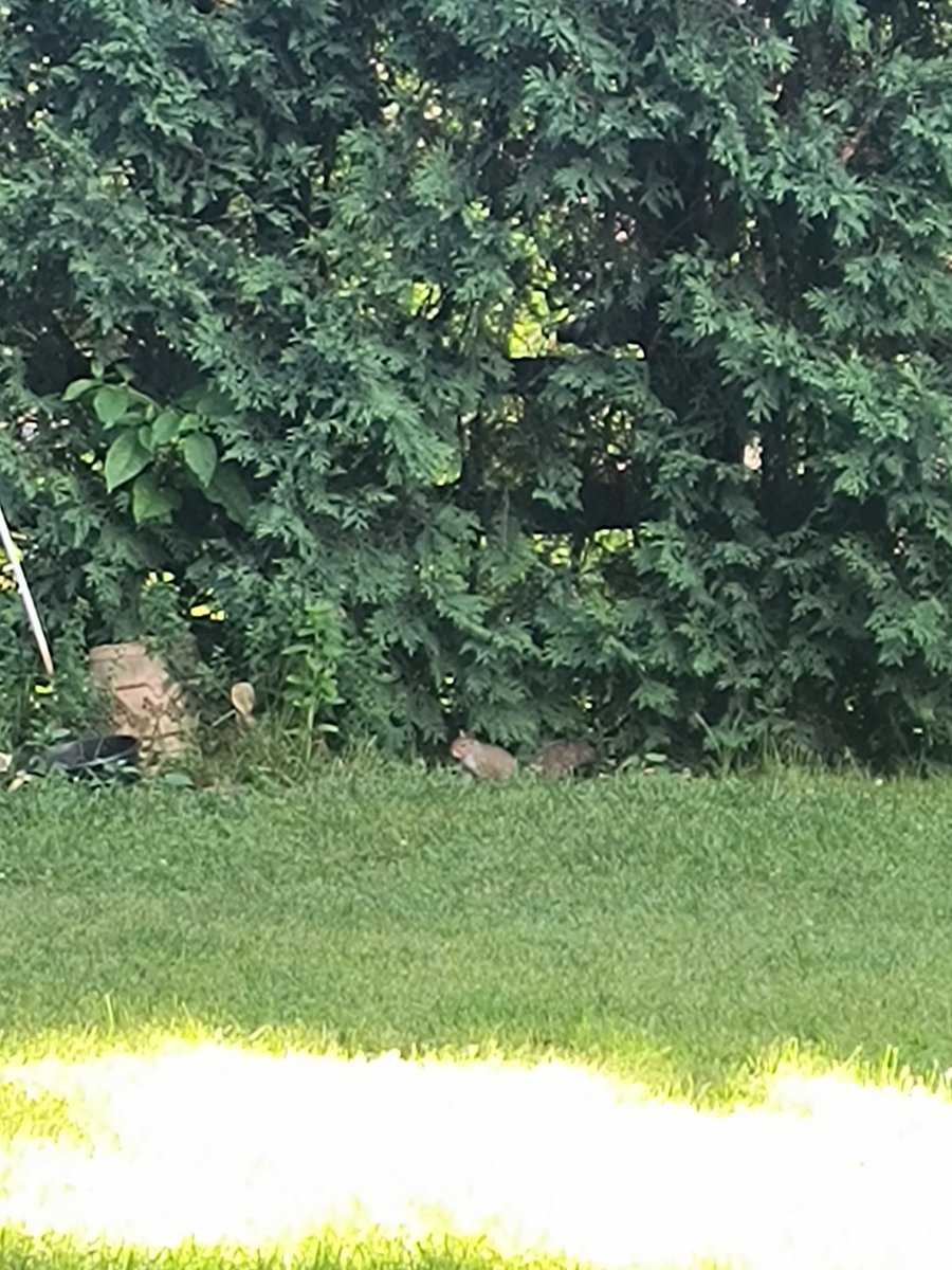 BenjaminLamm's tweet photo. squirrel master #reece starting things w/ #faith 🤣 ( reece is short for #recession i started feeding this fella when i got home from college now there's wild life everywhere !!!!! 🐿️🌰🇺🇸 ) https://t.co/JYqnPGLrIP