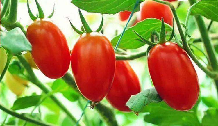 reillin1's tweet photo. Loved this fresh organic cherry tomato from local farm! Juicy, sweet, no weird aftertaste—perfect for salads or snacking.  #FreshProduce #LocalFood https://t.co/TMqwy2bBUA
