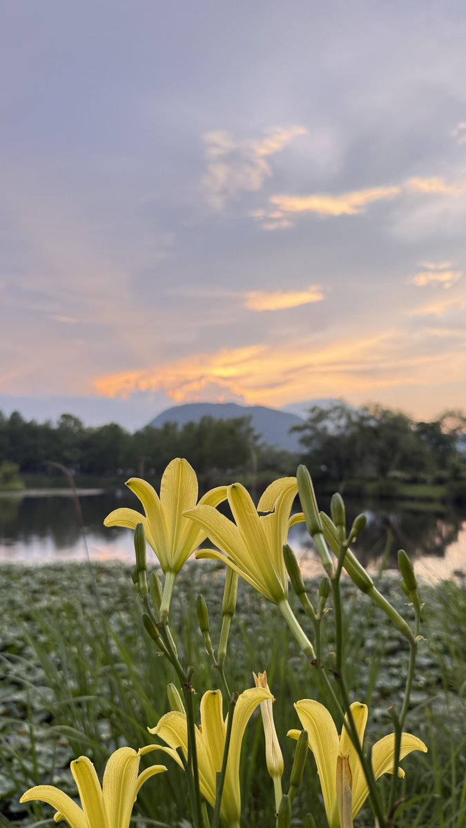 MatsunoRyan's tweet photo. Yagasaki Park in Karuizawa is one of the best places to watch the sunset. The sky, the mountains, and the reflections on the water create a truly magical scene. In fact, one of these photos was honored with a photography award.

#Karuizawa #SunsetPhotography #JapanTravel #nagano https://t.co/aRu3R5R8jQ