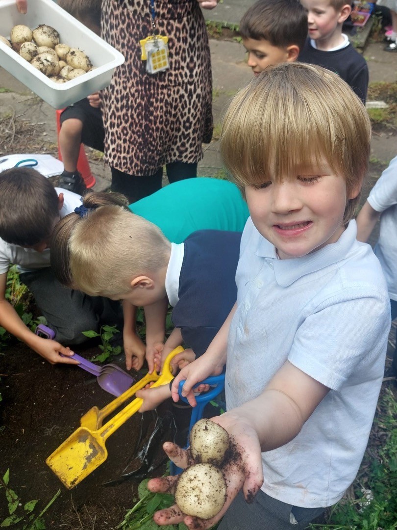 InchturePrimary's tweet photo. P1 planted 3 seed potatoes back in March and this week we have enjoyed harvesting, cooking and (best of all) eating our crop!🥔#TeamInchture #article24 @rhetperth https://t.co/qRosahP3tI