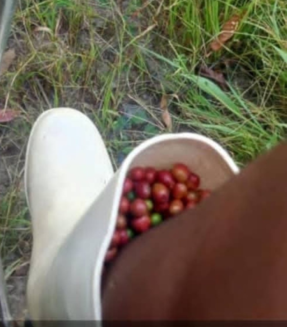 originalherbert's tweet photo. Agriculture interne looking for lunch means😅. https://t.co/40U1rVNTHJ