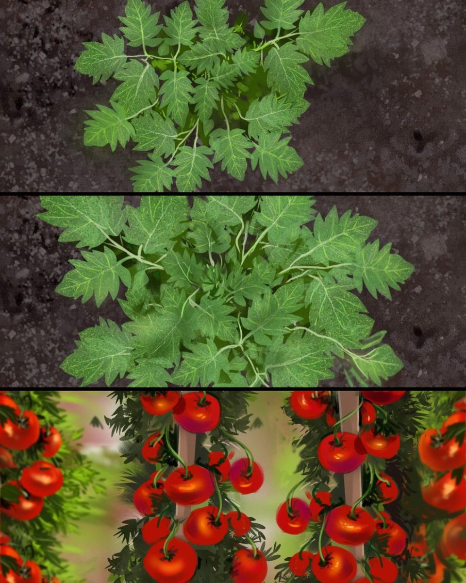 FamousFrames's tweet photo. Famous Frames artist Jeff Norwell illustrated these mouthwatering full-color storyboards for a juicy Bayer tomatoes spot that follows the journey from planting to harvest to the table. https://t.co/WN1842rMk3