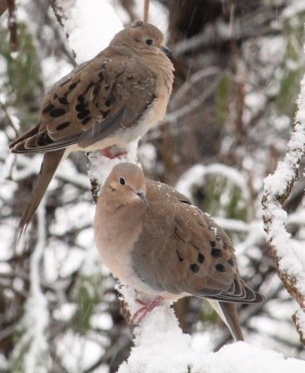 riakosamu's tweet photo. if osamu were a bird i think he'd be a mourning dove https://t.co/zWUb8PcM5s