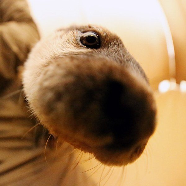 In_Otter_News2's tweet photo. Please enjoy these otter snoots. https://t.co/mRGsx1Yq8r