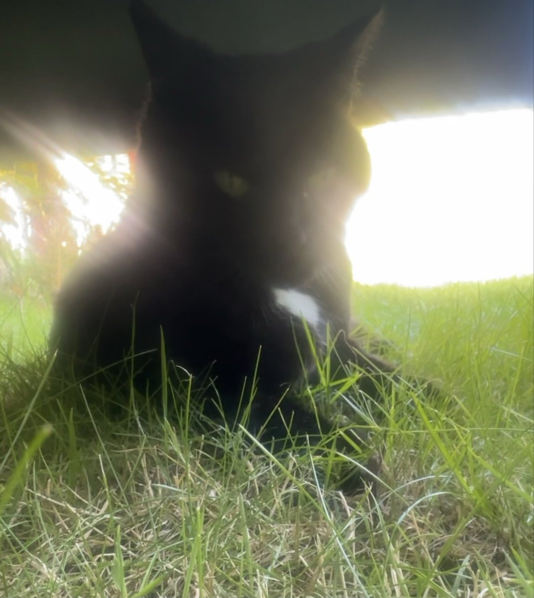 MunchPudding's tweet photo. When Mum got home, she thought it was strange that I wanted to sit under a hot car! 🚗 😹 I later joined her and sat under the sun lounger instead where I had an ethereal glow! Anyway, enough of tea breaks, time to head off on #Hedgewatch again! 🐾 😺🌿🌱 https://t.co/g2kemnXyVP