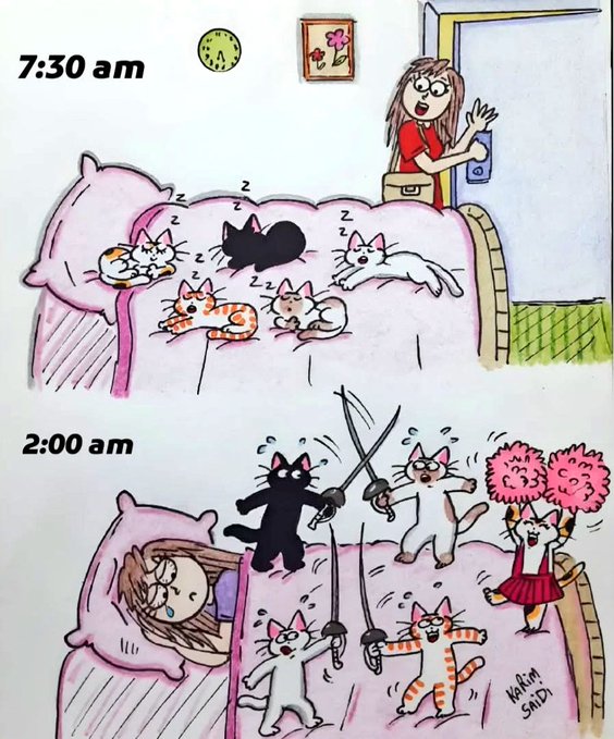 gatuna_Pilar_2's tweet photo. Hasta mañana... https://t.co/U4G0lBc077