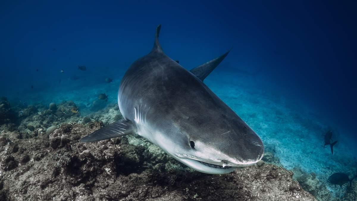 MYMAGIC101's tweet photo. American Boy, 12, Injured In Shark Attack In The Bahamas | Magic 101.3 https://t.co/drSXVNLH13 https://t.co/D87pxxe5Ag