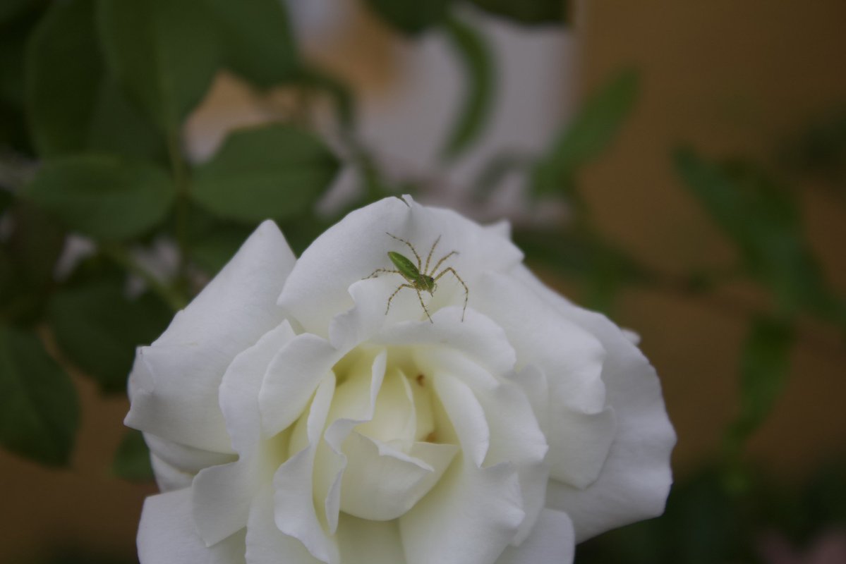 justbugthing's tweet photo. in my moms garden https://t.co/2mShuhF46C