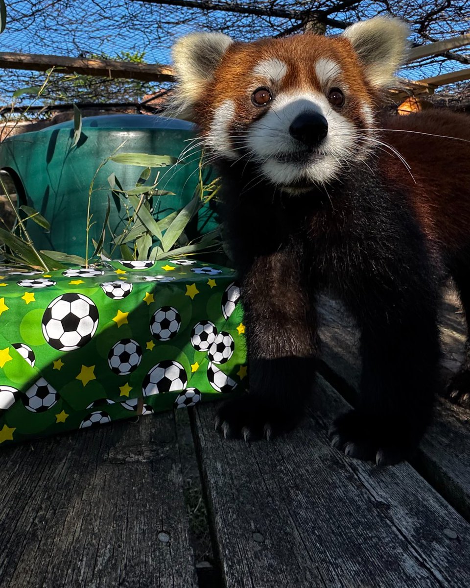 TheTorontoZoo's tweet photo. Ready to raise some paws for Canada!

We're cheering loud and proud as TeamCanada takes the field today! 🍁⚽️

From all of us here at your Toronto Zoo, let's keep the World Cup spirit going! 🔥

GO CANADA GO! 🇨🇦

@CANMNT_Official @teamcanda @CanadaSoccerEN #CANMNT #OurGameNow https://t.co/vJYi2R6oan