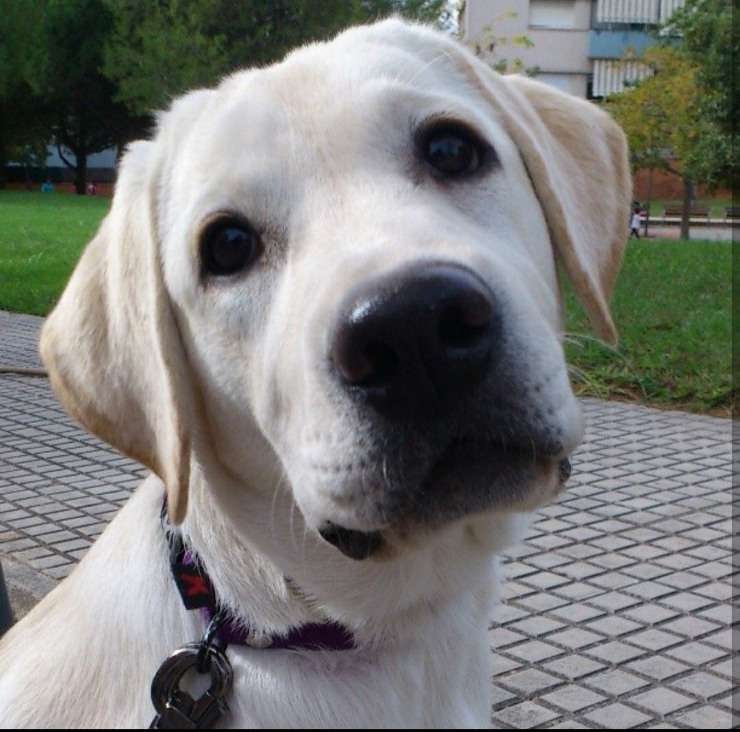 xnlxcky_'s tweet photo. Llegaste hace 13 años... me cambiaste, me salvaste. Vuela y corre como siempre quisiste. Te quiero allí donde estés, siempre. 🤍🐾 https://t.co/d61zIpm63w