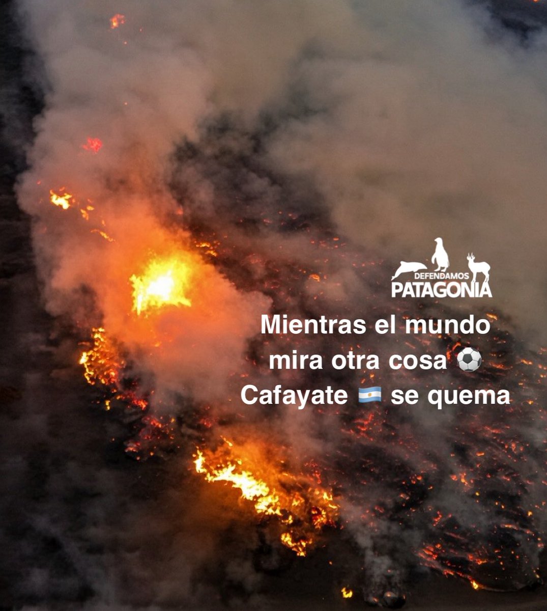 DefendamsChiloe's tweet photo. ¡MIENTRAS EL MUNDO MIRA OTRA COSA, SALTA 🇦🇷 SE QUEMA! 
🚨🔥

En este preciso momento, los Valles Calchaquíes están sufriendo una de sus peores crisis ambientales. 

En Cafayate, Salta un incendio forestal fuera de control ya devoró más de 200 hectáreas de bosque nativo. 

Árboles ancestrales como algarrobos, que tardaron cientos de años en crecer, se transforman en cenizas en cuestión de segundos debido a la negligencia humana y a una respuesta estatal que camina a paso de tortuga frente a la emergencia.

Es doloroso, pero es la realidad: mientras la sociedad entera está paralizada frente a una pantalla debatiendo sobre un partido de fútbol y el Mundial, el corazón ecológico de 🇦🇷 Argentina se está apagando en absoluto silencio mediático. 

Los canales de televisión prefieren el entretenimiento antes que informar sobre la destrucción de nuestra propia tierra.

¿Por qué esto nos afecta a TODOS y no solo a Salta?
Pérdida irreversible de biodiversidad: destruyendo el hogar de cientos de especies de fauna y flora que no tienen a dónde ir. 

Cuando se pierde un bosque nativo, se rompe el equilibrio de un ecosistema entero.

 Crisis climática mundial:
Menos árboles significan menos oxígeno y menos capacidad para absorber el dióxido de carbono. 

Los incendios liberan toneladas de gases de efecto invernadero a la atmósfera, acelerando el calentamiento global que nos golpea a toda la humanidad con sequías y climas extremos.

 Destrucción del suelo y territorio:
La tierra quemada pierde su fertilidad, se vuelve desértica y es propensa a inundaciones devastadoras cuando lleguen las lluvias. 
Se está hipotecando el futuro de las próximas generaciones.

Un bosque nativo tarda siglos en recuperarse pero la indiferencia lo destruye en un abrir y cerrar de ojos. 

👉🏼No dejes que la distracción tape lo urgente. 

👉🏼Necesitamos que este mensaje circule, que se exijan recursos inmediatos para los brigadistas y bomberos voluntarios que le están poniendo el cuerpo al fuego.

¡Ayudanos a romper el cerco mediático! Comparte, difunde y despertemos la conciencia colectiva antes de que sea demasiado tarde.