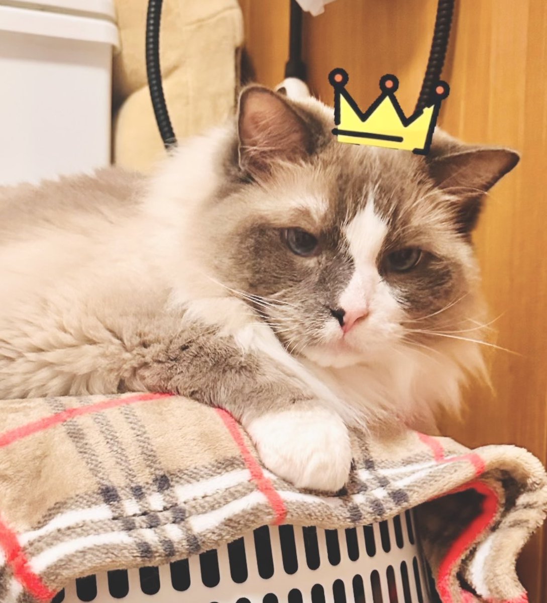 m35_86's tweet photo. 頭痛でダウン。
余は見守っておる。みたいな顔して
そばにおってくれた優しいはる💛笑
ありがとな〜〜 https://t.co/dC18OEHlM9
