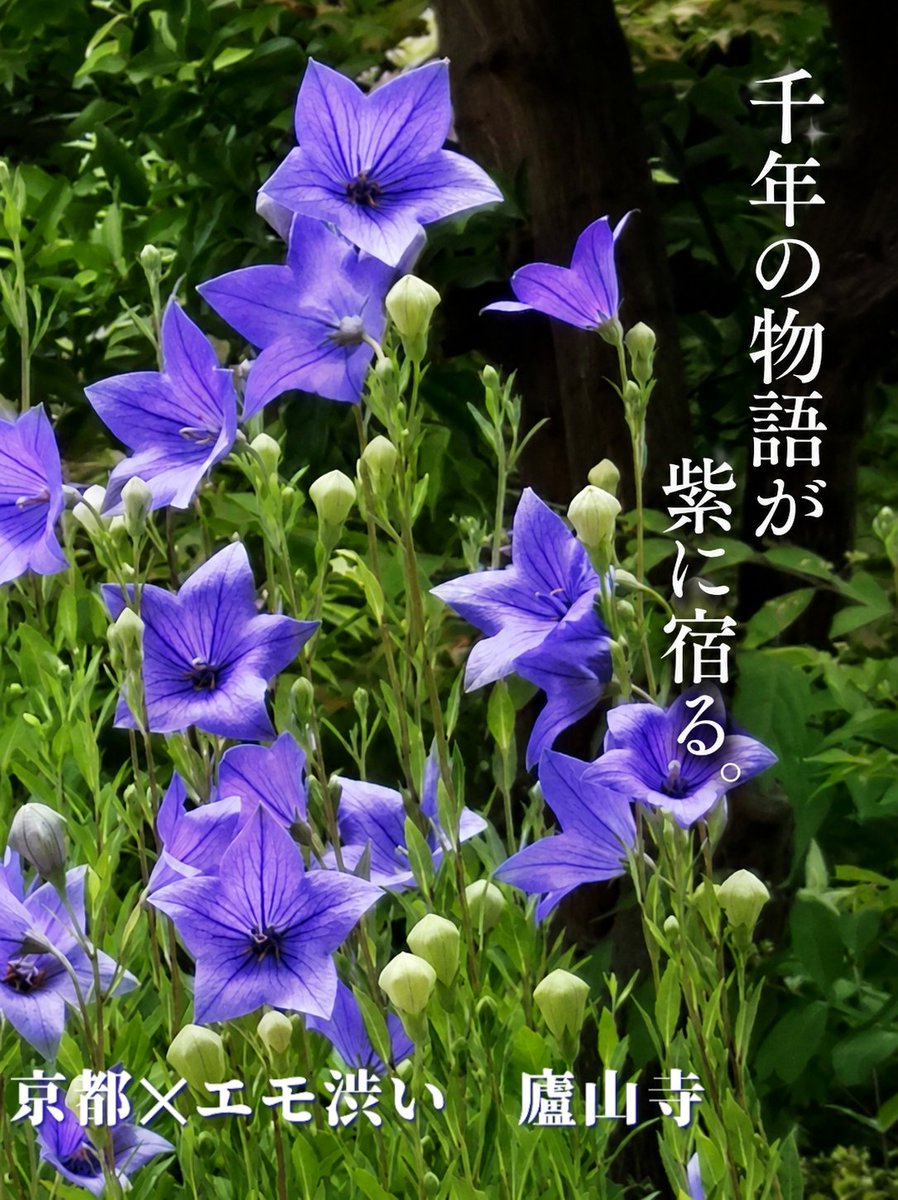 Komo1977's tweet photo. 梅雨のあわい青が、ふっと息をした。
京都・廬山寺で、
時間が静かにほどけていく。
桔梗の影が、千年の物語を
そっと揺らす。
儚い季節ほど、深く心に刺さる。
#桔梗
#廬山寺
#京都好きな人と繋がりたい
#紫の世界
#紫式部
#京都
#夏の始まり
#エモい写真
#kyototemple
#kyotomagic https://t.co/b3Oj1oA63i