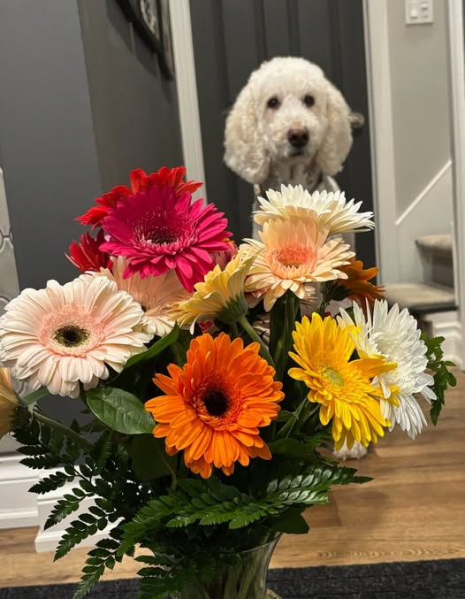 DoodleNessa's tweet photo. Our hearts are broken after losing Nessa, but this kindness brought a moment of light. Thank you so much @MelissaJLadner  for the beautiful flowers. Your thoughtfulness means the world to us during this difficult time. 🐾❤️ https://t.co/VvFYnBfZzr