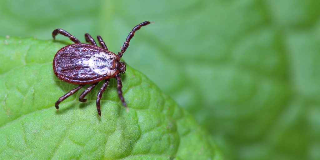 FreeSprayOH's tweet photo. Ticks have taken a liking to Ohio! 🕷️ Find out why tick populations are on the rise, how this impacts your yard, and steps to protect your pets. 

Dive into our blog to learn more! 🐾🏡 

https://t.co/UG6hQ75vCl https://t.co/ZDSuSohO1v
