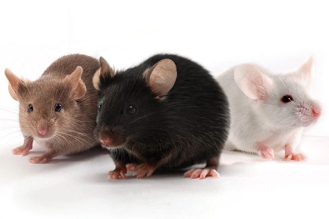 soyhee2137's tweet photo. @yunahtednation @aechartdata mice can't handle being gapped by illit https://t.co/SIiJGDY7hv