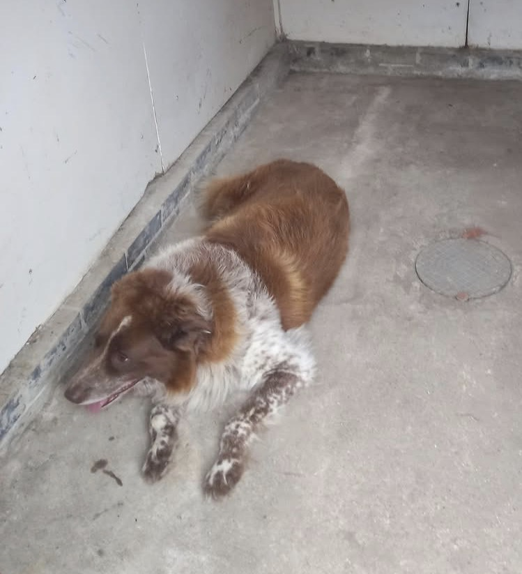 millypod1's tweet photo. 🆘23 JUNE 2026 #Lost Prince #ScanMe #STOLEN??Border Collie Male
Between #Stockton #Uppingham #Leicestershire #EastMidlands #LE15 #Oakham #Rutland
Last seen 22nd @ midnight. Owner found the kennel forced open following morning. (23rd June) 
Police notified
https://t.co/5ow3TyZru1 https://t.co/Y5js23yZeO