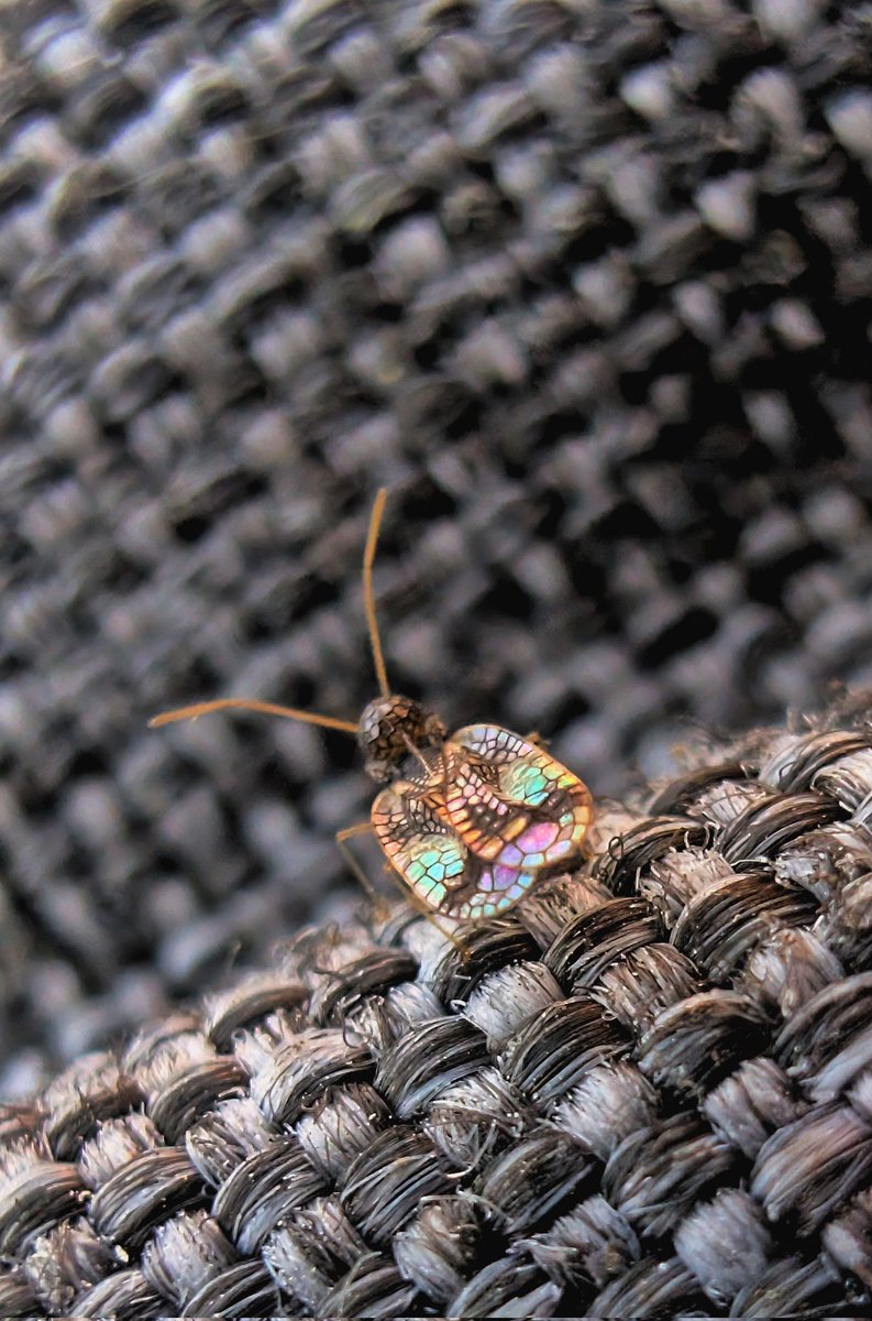 Salopsbfg's tweet photo. Azalea lace bug #bugs #macro #shrewsbury #❤️ https://t.co/jVFDfB3vXW