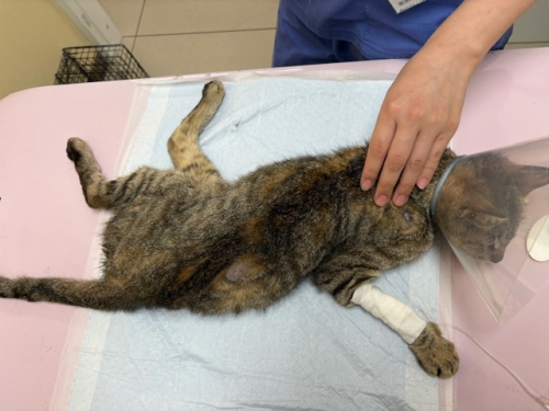 tnr_dog_cat's tweet photo. https://t.co/WO6SP7Iadg
【緊急拡散希望！！】事故で複雑骨折両足麻痺の授乳中母猫（仮名テナー）を保護
子猫の居場所不明！捜索にご協力ください！

〒210-0002 神奈川県川崎市川崎区榎町６−２付近
　国道15号線（第一京浜）沿い
6/24　事故で重傷の授乳中母猫を保護。子猫の居場所不明。
子猫捜索協力求む。おそらく複数います。
まいばすけっと付近で保護。稲毛神社側から国道を渡った可能性もあり。
子猫の声が聞こえる。エサをあげていた猫ではないか。等、
情報をお寄せください。子猫発見された場合は保護します。

捜索子猫情報のご提供は下記まで（時間帯は問いません）
【電話番号】090-1662-1293

キジトラ　1歳未満に見える小柄　シッポ長い
image7_20260625021040129.jpeg

授乳中（おそらく複数の子猫がいる）
image1_202606250212409d7.jpeg

また一頭の傷ついた猫が病院へ運び込まれました。
6月24日20時30分、交通事故に遭ったと思われる若いキジトラ猫が、閉院間近のTNR日本動物福祉病院へ運び込まれました。

【保護状況】発見者の方より
この猫は前日の6月23日の時点で国道15号線（第一京浜）沿いの店舗前で見かけました。
しかし翌日になっても雨ざらしでいました。近づいてみると後ろ足は両足ともぶらんと引きずっていて歩けないことがわかり、背側には脱毛部分もありました。雨ざらしの重傷を負った猫をそのまま放置できなくて、動物病院に運びました。

【診察結果】
後肢は両足とも重度の神経障害が認められ、自力で立つことができません。
排尿・排便も自力ではできない状態です。

さらに複雑骨折が疑われており、腹部には液体の貯留も認められています。
交通事故による損傷が考えられます。
詳しい状態については今後さらに検査を行う予定です。

6月25日、緊急開腹手術を実施します。
腹腔内の状態を確認するとともに、同時に避妊手術も行う予定です。
現時点では予断を許さない状態ですが、ご飯は食べられました。

そして、もう一つ大きな心配があります。
この猫は授乳中であったことが明らかで、最近子猫を出産した母猫と思われます。
もし近くに子猫が残されているとしたら、お母さんが戻れない今、命の危険にさらされている可能性が非常に高いのです。
発見された方も捜索してくださるとのですが、時間との勝負です。

川崎区榎町6-2周辺、国道15号線（第一京浜）沿い、また道路向かい側の稲荷神社付近で、この猫を見かけたことがある方、子猫の鳴き声を聞いた方、親子猫を見たことがある方等、情報をお寄せください。
この猫はまだ1歳前後と思われる若いキジトラ猫です。
どこかで餌をもらって暮らしていた可能性もあります。

事故、重傷、そして子猫との離別。
あまりにも多くの不幸が一度に重なっています。
今ならまだ子猫を助けられる可能性があります。

母猫の治療は、TNR日本動物福祉病院で全力を尽くします。
川崎区榎木町6-2付近15号線沿いや道向かい、お近くの方またはお時間の作れる方、
残された子猫の命を救うために、近隣の聞き込み情報収集他、捜索や保護にお力をお貸しくださいませんか。
宜しくお願い申し上げます。　
 
犬猫救済の輪　TNR日本動物福祉病院
