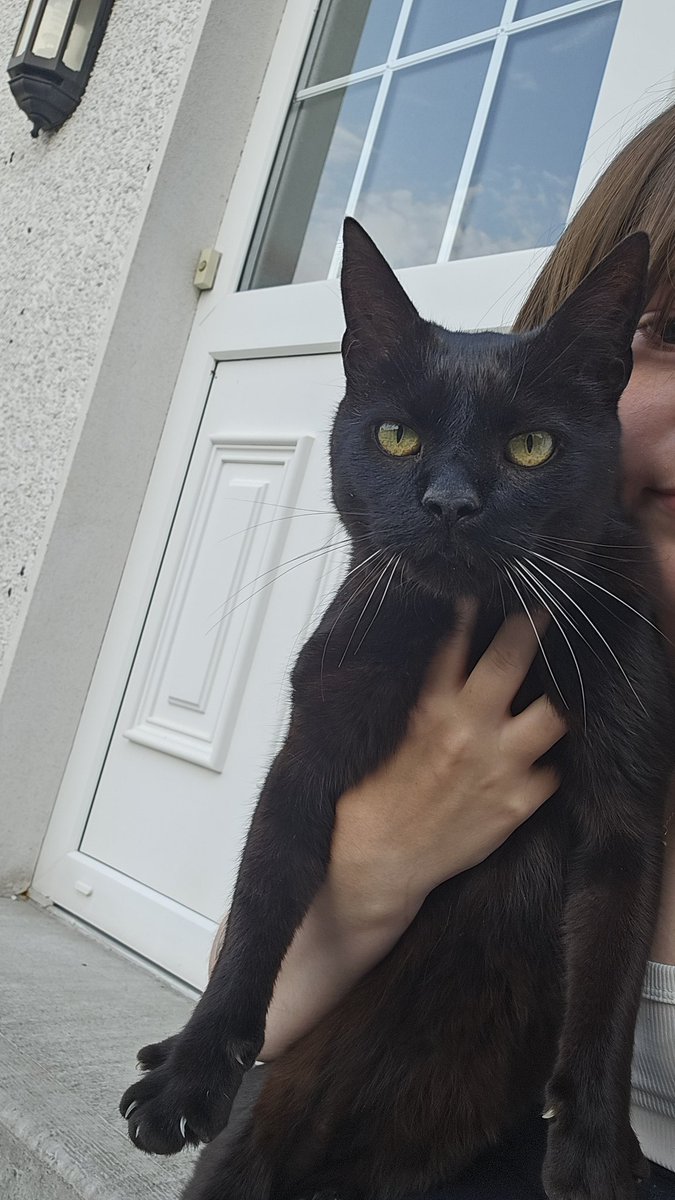 kaecupid's tweet photo. this cat has been showing up to my doorstep for the past few weeks just to mog me https://t.co/hyaLO6DL39