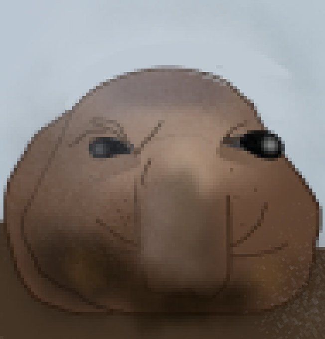 stupidlongdog's tweet photo. #sealtwt poop seal https://t.co/FGC09y6G9N