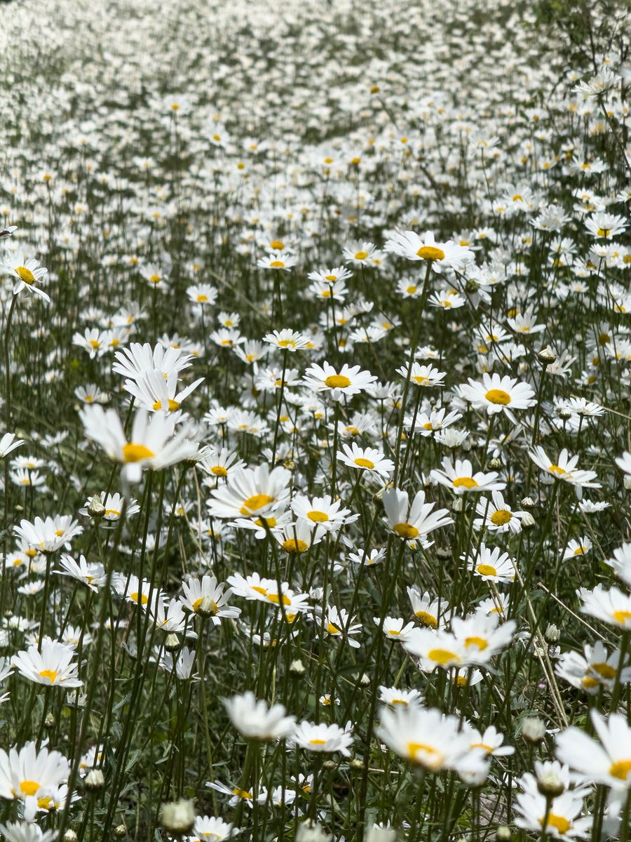 uzair413's tweet photo. Daisies at mushkpuri top https://t.co/3TR72fcql2
