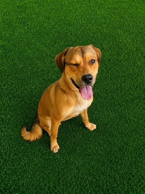 AnimaLancaster's tweet photo. #A5785077
Female, tan and black German Shepherd Dog mix
Age is unknown.
https://t.co/JbmApYTcmN https://t.co/CpY9gnQKUB