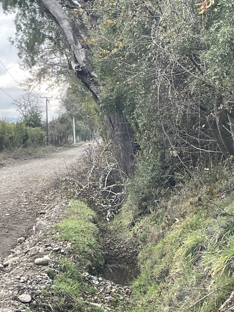 Mushermac's tweet photo. Consulta @CGE_Clientes  @SEC_cl es normal que una vez que se realicen podas, dejen todas las ramas tiradas en el borde de los caminos? Tapando las zanjas ocasionando otros daños en los sectores rurales?. Sector Chucauco-Pedregoso #Villarrica por mostrar fotos de paso. https://t.co/nXhjFmteQY