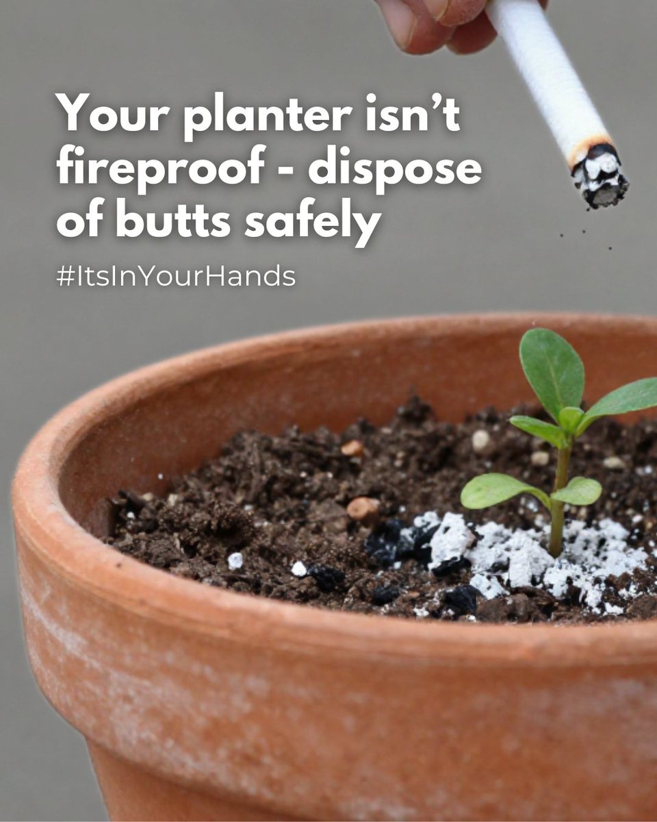 do cigarette ashes help plants grow Smoking-related fires are entirely preventable, but only if smokers  prioritize safety🚬 🚫Never extinguish cigarettes in plant pots, as they can  contain a mixture of peat moss, shredded wood, and bark