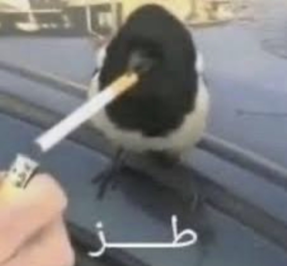 Lunaaaaaaa000's tweet photo. للحين ما فتحت قريداتي… https://t.co/VjwI1TpPg6