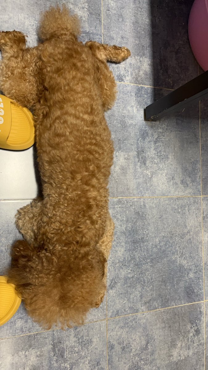 machaalzakaria's tweet photo. My pup curled up on my lap while I worked today—best co-pilot ever, turns out productivity’s way better when you’ve got a warm little fur buddy cheering you on. https://t.co/qZiO6oKw1p
