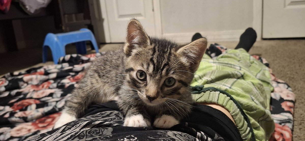saintriderius's tweet photo. Look at my sisters new cat https://t.co/RFzAy3R0ya