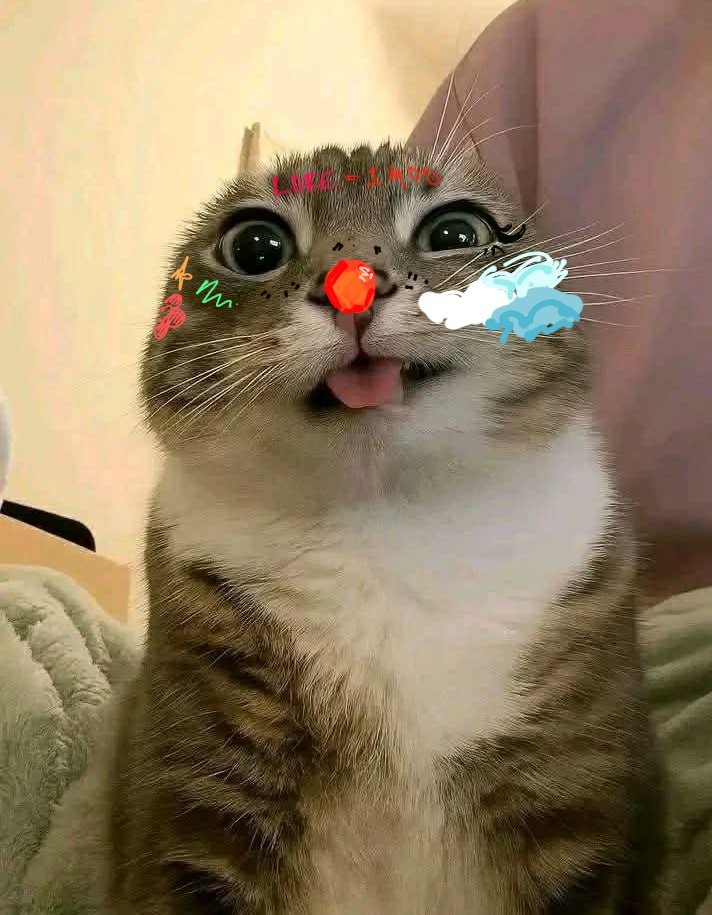 cambam as cats 🍋 tweet media