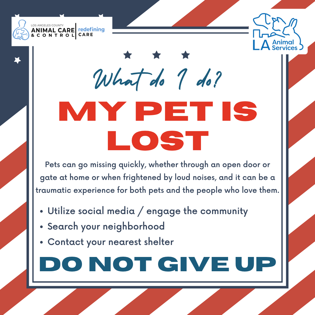 LACityPets's tweet photo. Pets can go missing quickly and it can be a traumatic experience for both pets and their owners. Learn more on what to do if your pet goes missing as we approach the 4th of July holiday. #LACityPets #4thOfJuly #Lost #Missing https://t.co/H0fDUu5X2i