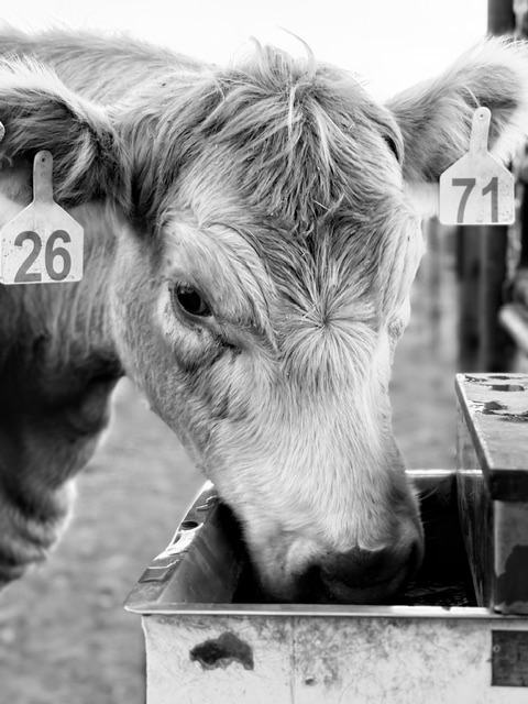 MoCattle's tweet photo. 🌟Meet David Wolfe🌟

Meet Missouri Cattlemen’s Association member and Region 5 Vice President, David Wolfe. Davide works on his farm, where he runs Angus/Gelbvieh crosses and a few Red Angus in Pilot Grove, MO.

https://t.co/8s3Bw9rXaM https://t.co/PxkaOkBLP4