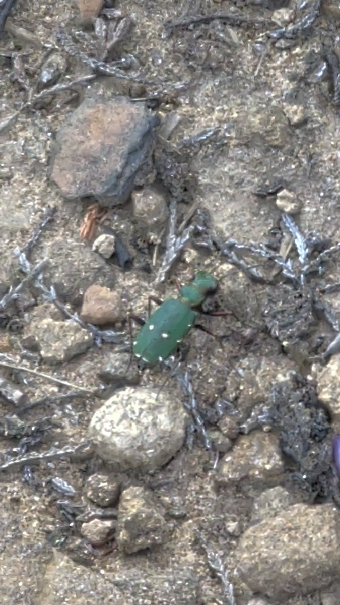 mcnally2201's tweet photo. Beetles on newton moor tonite near gribdale gate. Tiger beetle and dung beetle? @teesbirds1 @nybirdnews @bugboybaker @BBCSpringwatch #beetle https://t.co/uoufDs3swE