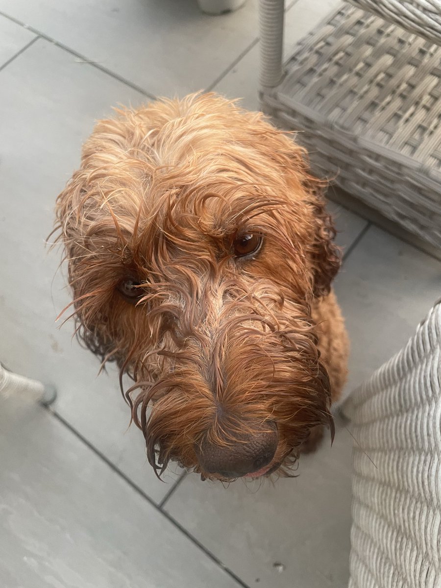 BrendivaCP's tweet photo. I had a fisty cuff brawl wiv de garden hose… i fink i won! #toohot #keepingcool https://t.co/9zNzKvqWod