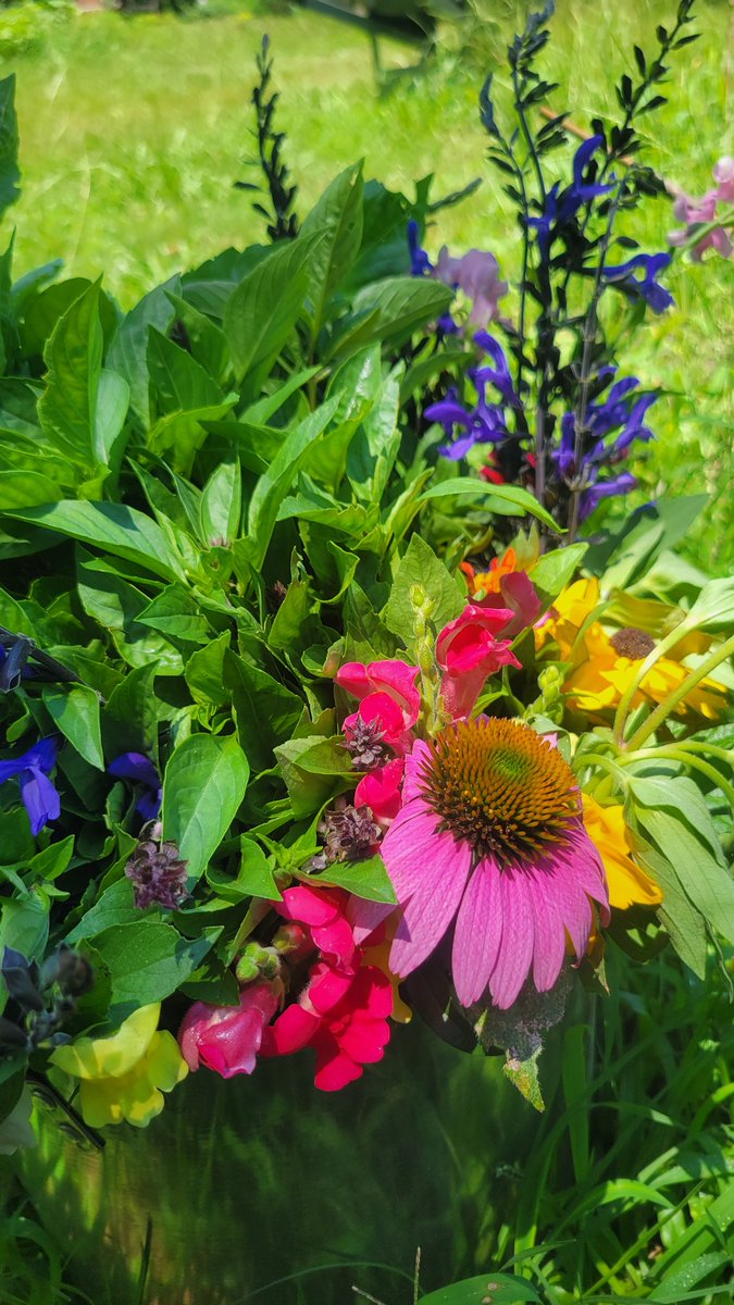 LSSmithPhoto's tweet photo. @OldHollowTree This morning's pickings. https://t.co/1PGgiwmYv8