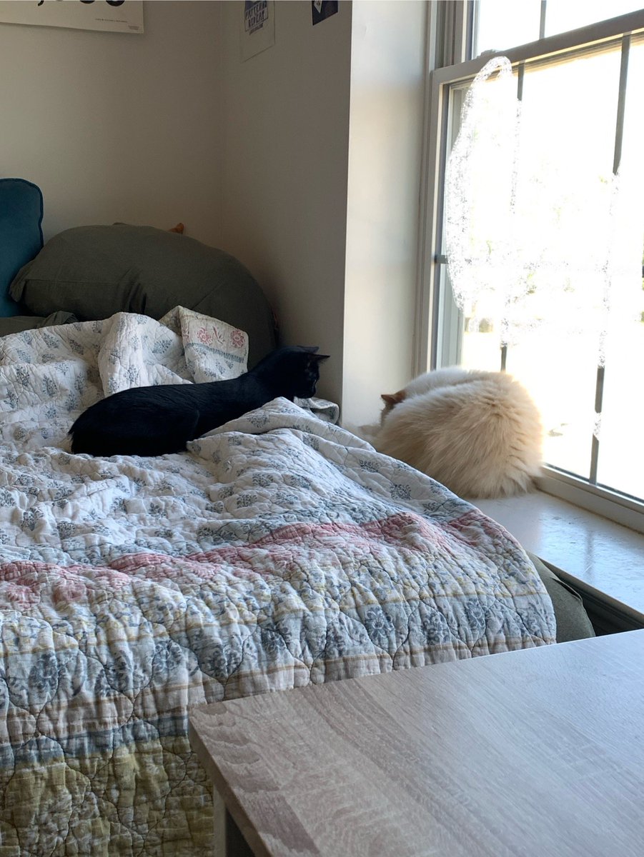 gonzpics's tweet photo. miss junebug being very brave today trying to hang out with gonz https://t.co/oSG96UU64X