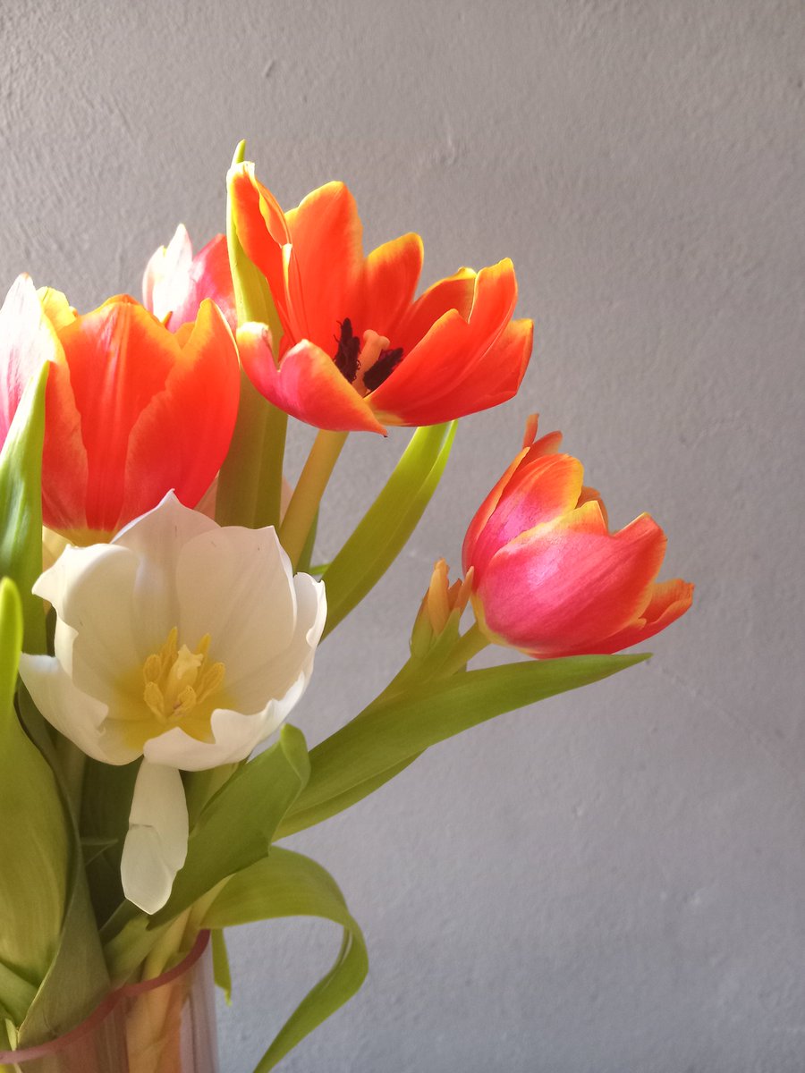 AngelOfentse's tweet photo. A beautiful experience to watch them bloom❤️ #tulips 😊 https://t.co/yV8KX40hMt