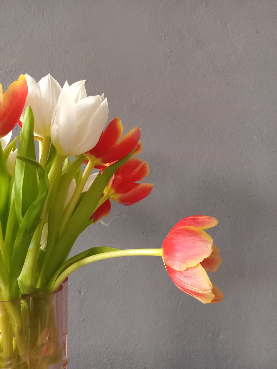 AngelOfentse's tweet photo. A beautiful experience to watch them bloom❤️ #tulips 😊 https://t.co/yV8KX40hMt
