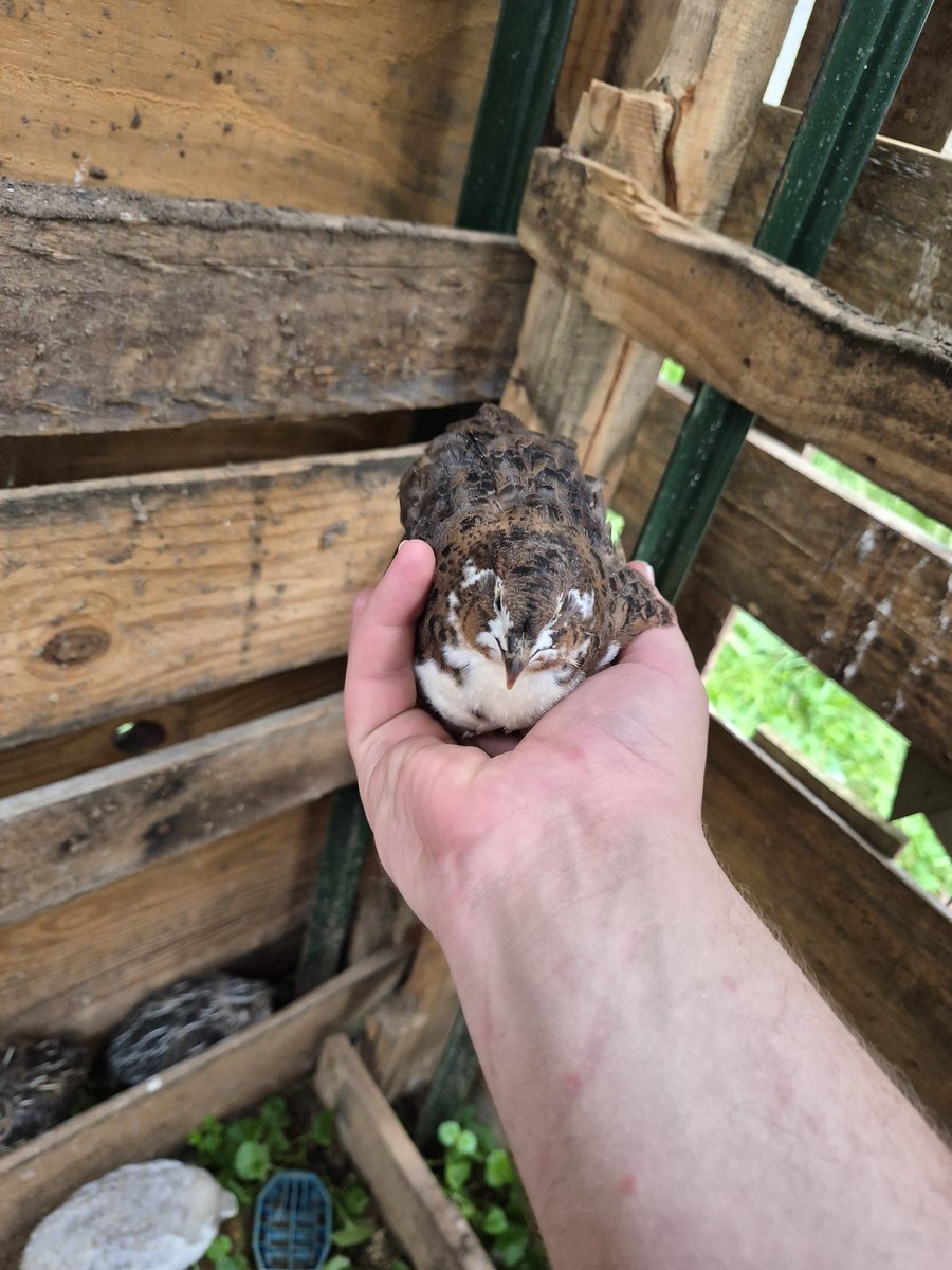 crypt442's tweet photo. I've nvr seen quail come in these variety https://t.co/gL1VSxqWxD