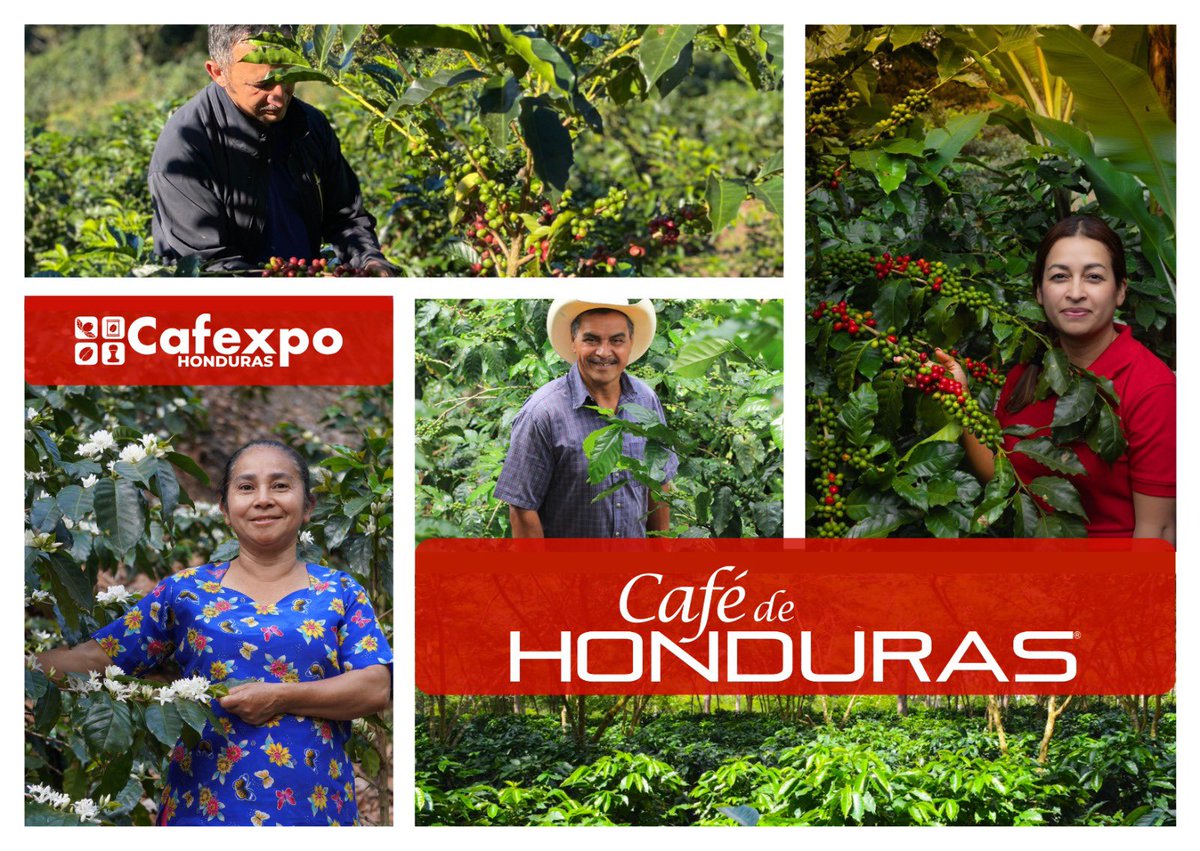 hondurasbru's tweet photo. En coordinación con el IHCAFE, Café de Honduras y CAFEXPO, Honduras exhibirá ante el mundo nuestro extraordinario café, participando en actividades de degustación, y a su vez, presentes en el campeonato mundial que se estará realizando en el marco de la feria y muchas codas más. https://t.co/oR8LIZAXeU