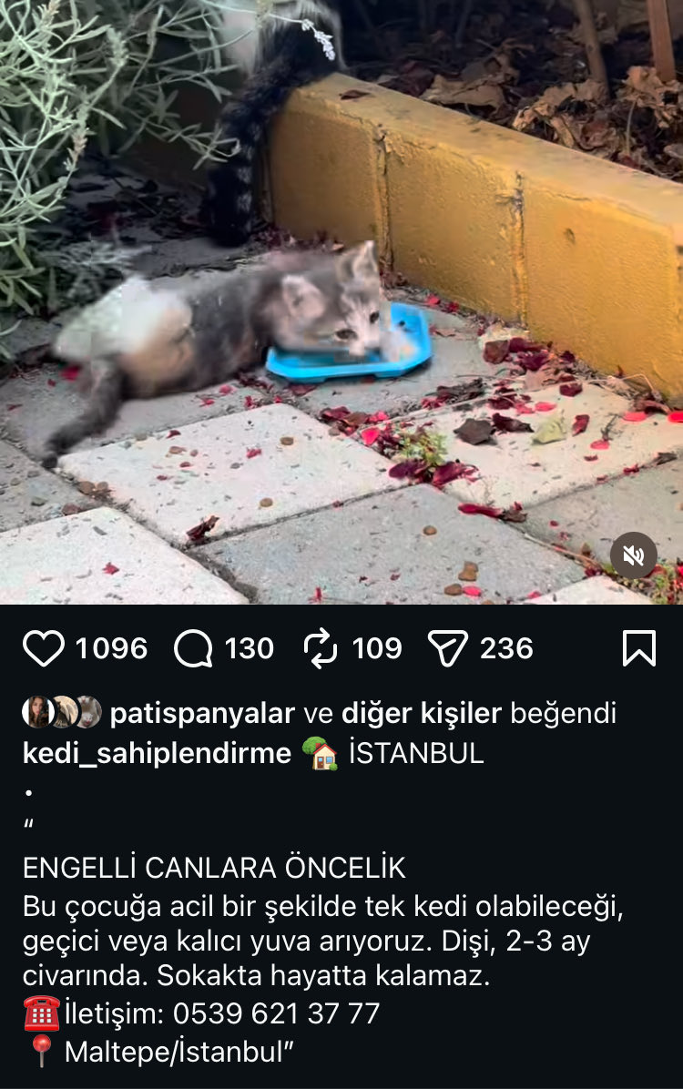 womanchildanima's tweet photo. MALTEPE ENGELLİ YAVRU KEDİ SOKAKTA

ACİL GEÇİCİ KALICI YUVA ACİL ACİL ACİL😿🆘🆘🆘🆘🆘🆘

İlanda tel no var https://t.co/EFKQowzrDA