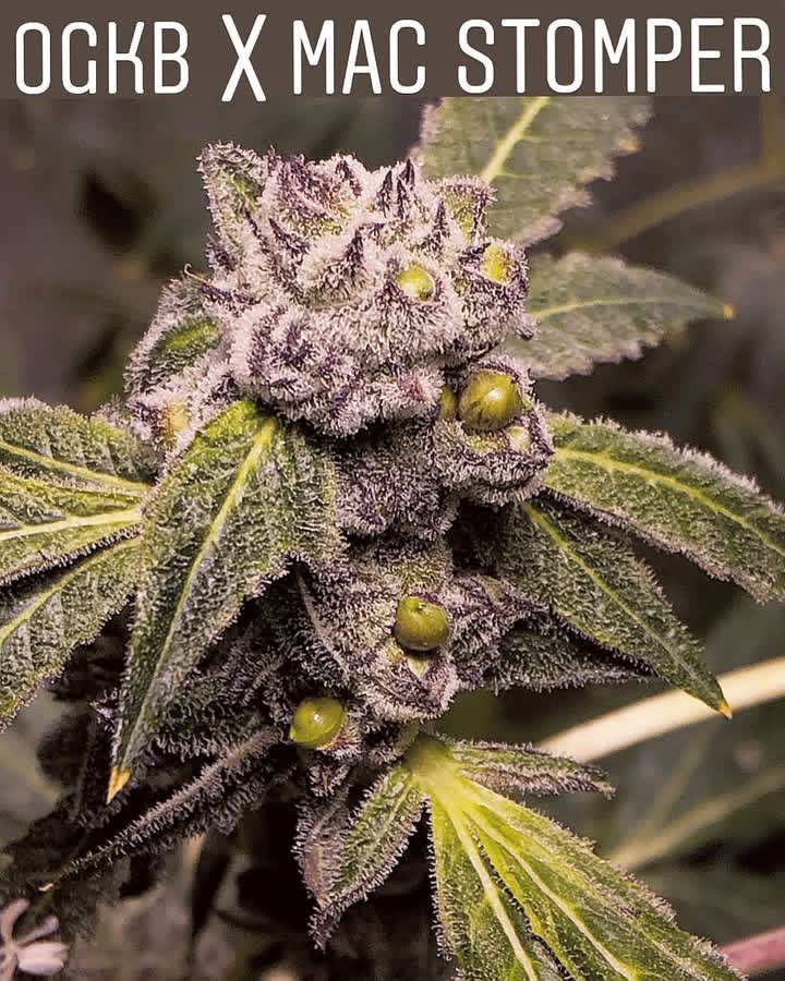 SKTreasureSeeds's tweet photo. One of the new projects cooking in the lab #ogkb #macstomper a bunch of MAC Stomper crosses will be available after testing https://t.co/Ko05bOSoUq