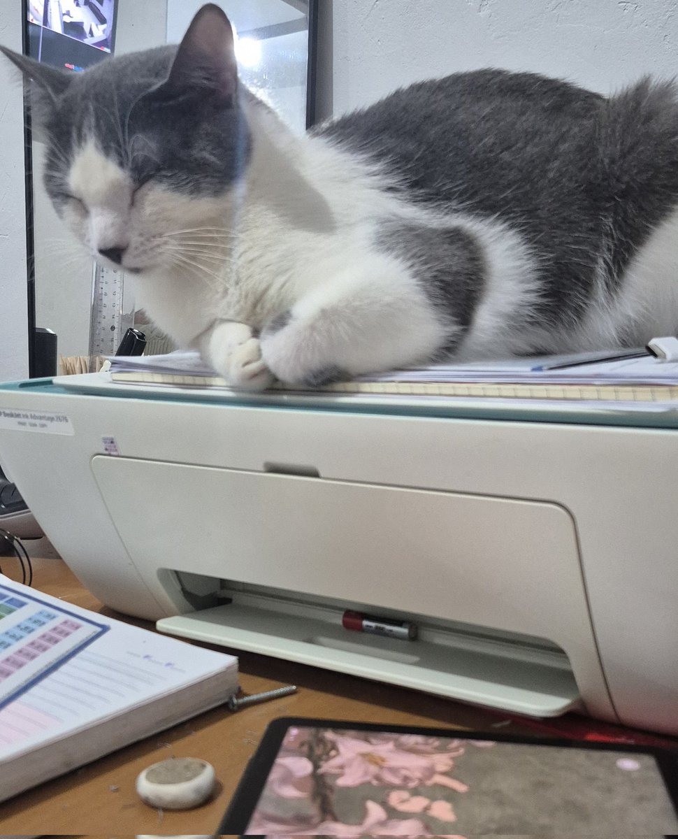 vrkstudy's tweet photo. estudando enquanto ele dorme https://t.co/87ie8MrdlM