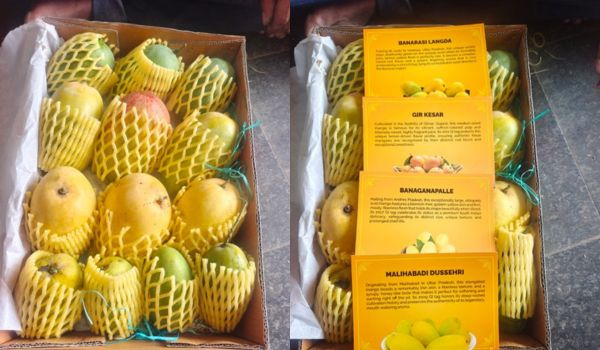 airnewsalerts's tweet photo. BJP National President Nitin Nabin sends Indian mango hampers to diplomats from 82 countries

READ: https://t.co/AoyKHuMNAc https://t.co/EQll7ZCiPO