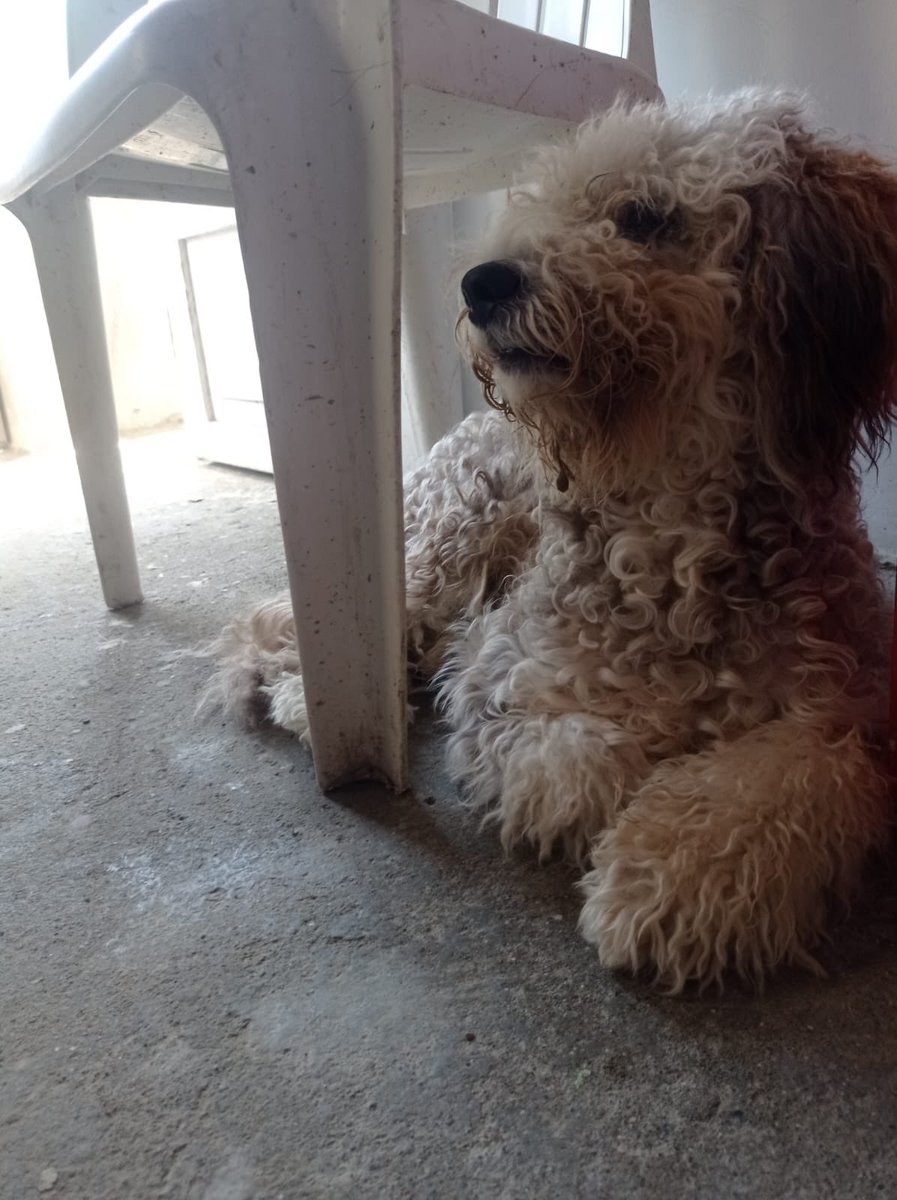 AlertaMePerdi's tweet photo. #PERDIDO #SALINAS
Nombre: #PONGO
Fecha: 2026-06-22
Sector: Centro, 9 DE OCTUBRE ATRAS DE LAS ESCUELA NUEVOS HORIZONTES /JARDIN BOTANICO
Sexo: Macho
Raza: mestizo
Observación: El pecho blanco
Contacto: 0982090267
¡Ayúdalo a volver con su familia!
 #AlertaMePerdí https://t.co/8UtJMZaVPq