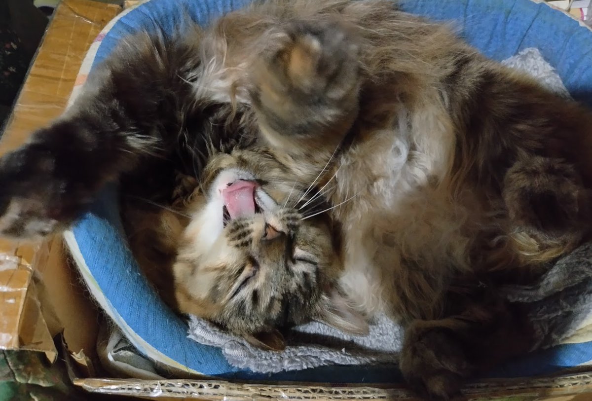 くあ～～～～～～ #猫のいる暮らし