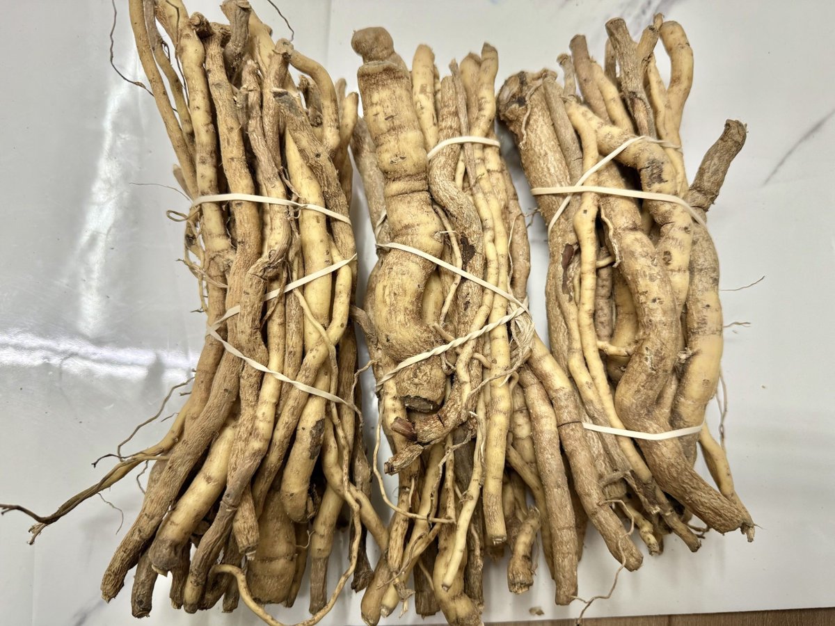 HerbalistHenry_'s tweet photo. MONDIA WHITEI  ROOTS (White’s Ginger / Tonic Root)  
( Hausa: Sha-ruwa | Yoruba: Isirigun | Igbo: Òji di m ogbu agu )

 TREATS / REVERSE ⬇️

 1. Erectile dysfunction
 2. Low libido
 3. Premature ejaculation
 4. Low sperm count
 5. Impotence
 6. Stomach ache
 7. Indigestion
 8. Flatulence
 9. Peptic ulcers
 10. Constipation
 11. Diarrhea
 12. Dysentery
 13. Intestinal worms
 14. Asthma
 15. Bronchitis
 16. Persistent cough
 17. Chest pain
 18. Allergies
 19. Malaria
 20. Fever
 21. Jaundice
 22. Hypertension
 23. Headaches
 24. Backache
 25. Joint pain and Rheumatism
 26. Chronic fatigue
 27. Insomnia
 28. Stress
 29. Anxiety
 30. Depression
 31. Anemia
 32. Poor appetite (Anorexia)
 33. Urinary tract infections (UTIs)
 34. Gonorrhea
 35. Syphilis
 36. Schistosomiasis
 37. Menstrual cramps
 38. Postpartum bleeding
 39. Mastitis
 40. Snakebites

Preparation & Dosage ⬇️ 
Get   MONDIA WHITEI  ROOTS    in  Bulk, air-dry and blend bulk to POWDER

STEEP / SOAK  1  (ONE)  Tablespoon of  MONDIA WHITEI  ROOTS Powder Inside half litre of boiled water, COVER  it and allow infuse for  10 - 15  minutes or until warm enough to drink. 
DO NOT COOK IT!
Filter / Sieve & drink whole liquid extract.
Do this once daily. 

You can take it for 14  -  28 days or more ( till you get desired results)
There are no negative side effects! 
⚠️ Do not take along with Pharmaceutical Medications 

KINDLY  REPOST / SHARE  &  Follow @HerbalistHenry_  on  X (Twitter)  🙏